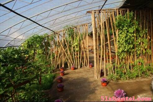 告别传统农家乐，番茄联合国打造新型旅游生态庄园-图3