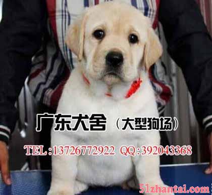 拉布拉多多少钱一只 广州哪里有卖拉布拉多小狗-图2
