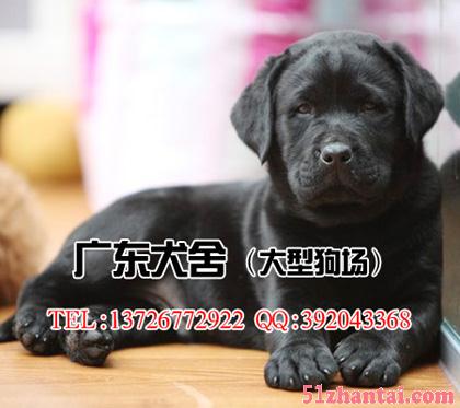 拉布拉多多少钱一只 广州哪里有卖拉布拉多小狗-图3