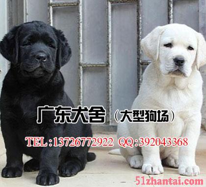 拉布拉多多少钱一只 广州哪里有卖拉布拉多小狗-图4