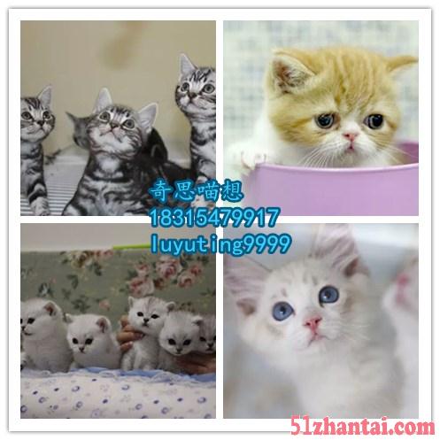 出售纯种家养布偶猫英短猫-图3