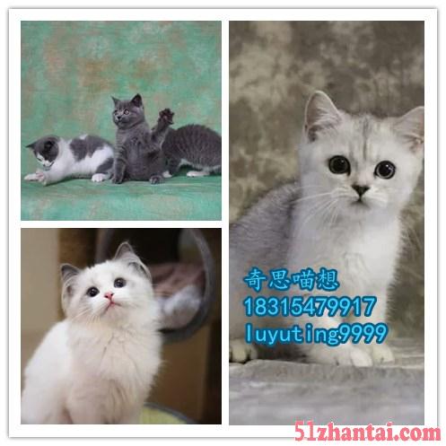 出售纯种家养布偶猫英短猫-图4