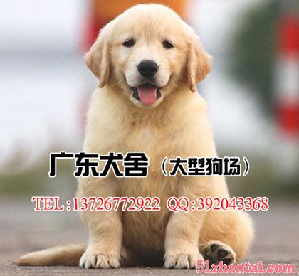 广州纯种金毛犬 大骨架大头版 售后健康包半年 可送货上门-图1