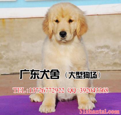 广州纯种金毛犬 大骨架大头版 售后健康包半年 可送货上门-图2