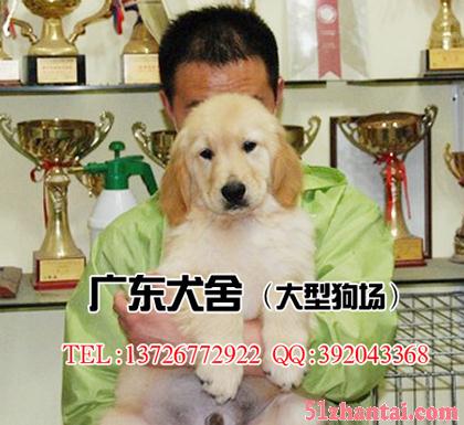 广州纯种金毛犬 大骨架大头版 售后健康包半年 可送货上门-图3