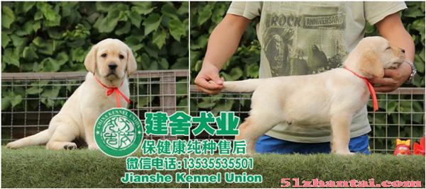 拉布拉多犬广州哪里有卖，纯种拉多价钱-图1