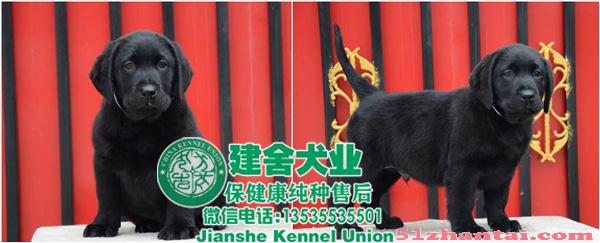 拉布拉多犬广州哪里有卖，纯种拉多价钱-图3