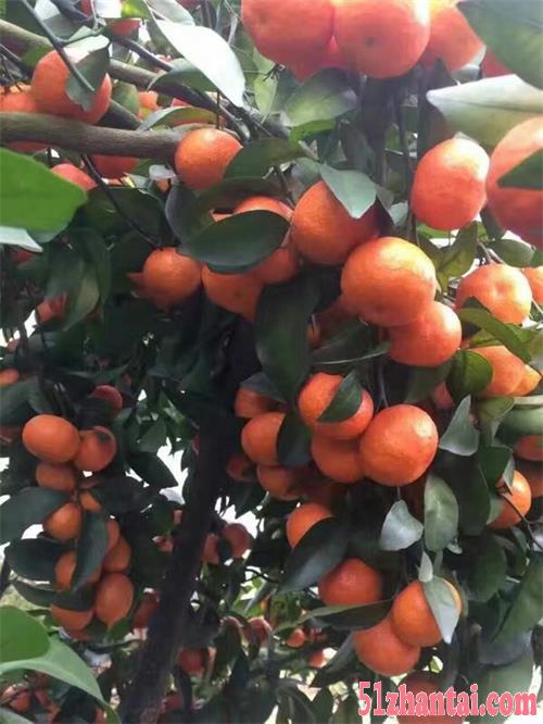 橘子砂糖橘产地供应种植基地批发全国招商冬季水果-图1