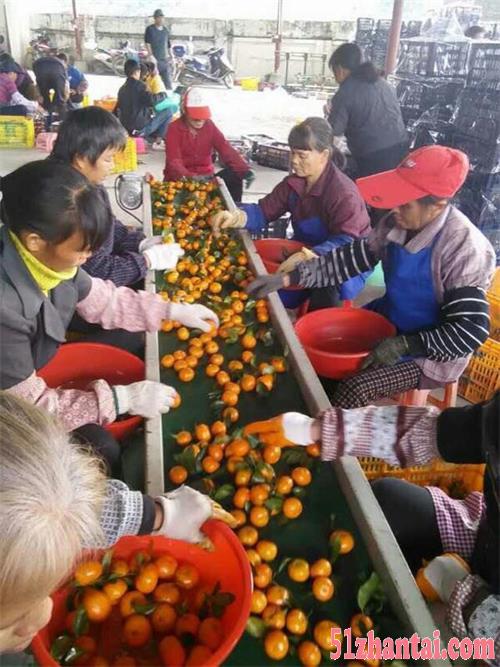 橘子砂糖橘产地供应种植基地批发全国招商冬季水果-图2