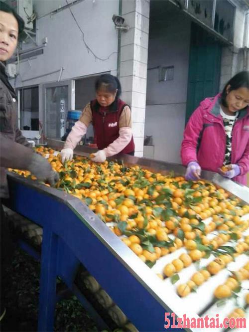 橘子砂糖橘产地供应种植基地批发全国招商冬季水果-图3