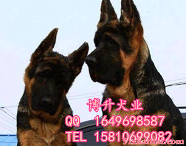 纯种德牧犬价格 北京哪卖德牧幼犬 德国黑背 保健康 签署协议-图3