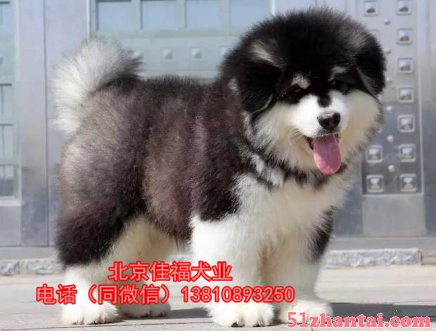 北京哪里阿拉斯加犬 纯种阿拉斯加 3个月大阿拉斯加犬 保健康-图1
