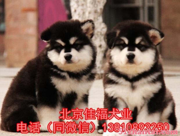 北京哪里阿拉斯加犬 纯种阿拉斯加 3个月大阿拉斯加犬 保健康-图3
