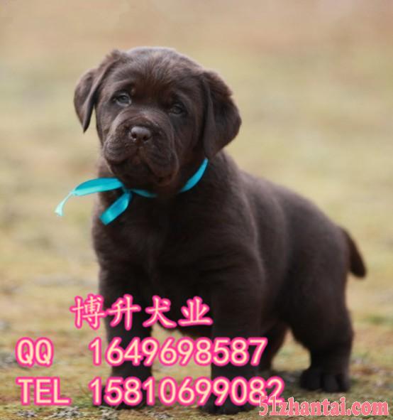 北京哪卖拉布拉多幼犬 纯种拉布拉多犬 正规狗场 购犬签署协议-图2