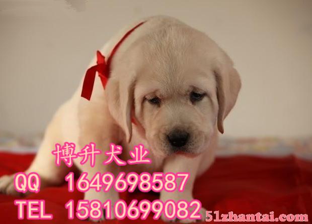 北京哪卖拉布拉多幼犬 纯种拉布拉多犬 正规狗场 购犬签署协议-图3