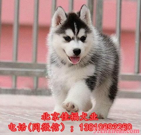 北京哪卖哈士奇犬 三把火双蓝眼哈士奇 疫苗驱虫已做齐 可送货-图2