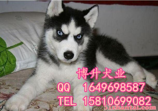 北京哪里卖哈士奇幼犬 纯种哈士奇犬价格 高品质哈士奇犬 待售-图1