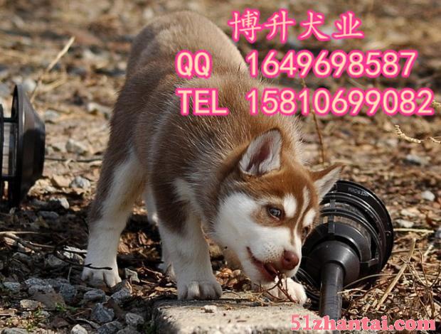 北京哪里卖哈士奇幼犬 纯种哈士奇犬价格 高品质哈士奇犬 待售-图2