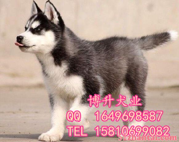 北京哪里卖哈士奇幼犬 纯种哈士奇犬价格 高品质哈士奇犬 待售-图3