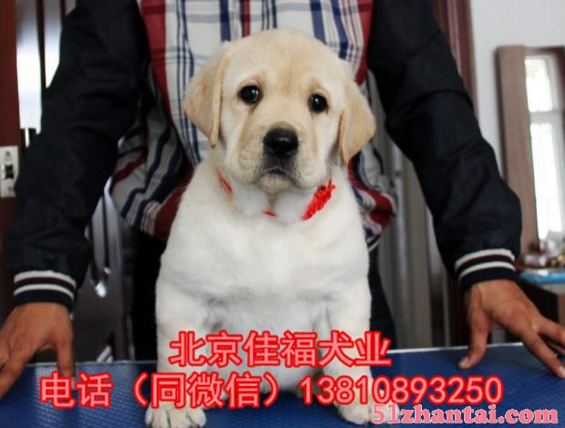 北京哪卖纯种拉布拉多犬 赛级拉布拉多 精品拉布拉多犬 签协议-图1