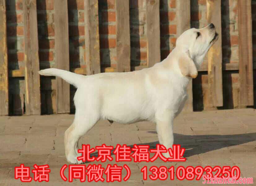 北京哪卖纯种拉布拉多犬 赛级拉布拉多 精品拉布拉多犬 签协议-图2