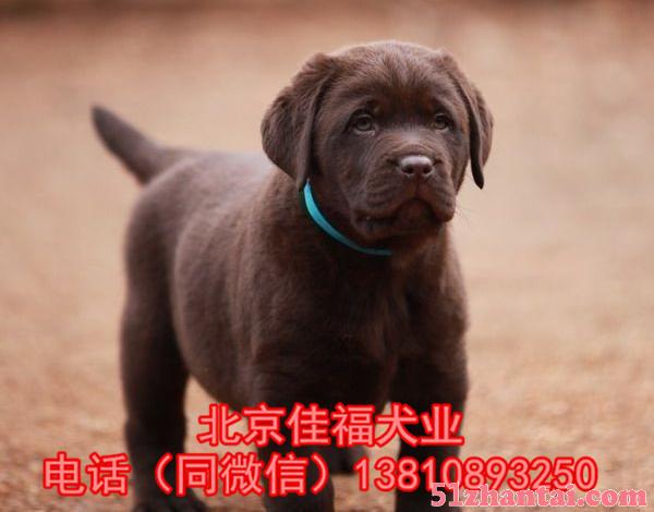 北京哪卖纯种拉布拉多犬 赛级拉布拉多 精品拉布拉多犬 签协议-图3
