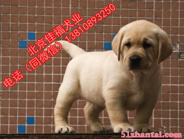 北京哪卖纯种拉布拉多犬 赛级拉布拉多 精品拉布拉多犬 签协议-图4