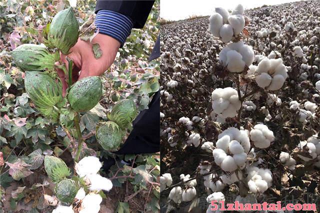 早熟高产棉花新品种|新陆中66-图1