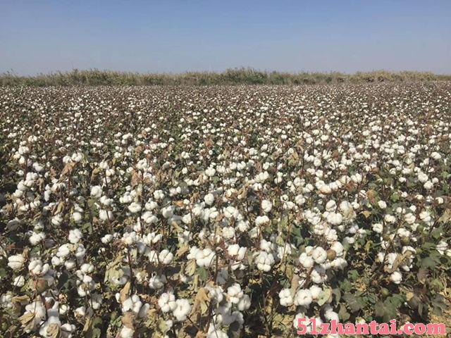早熟高产棉花新品种|新陆中66-图2