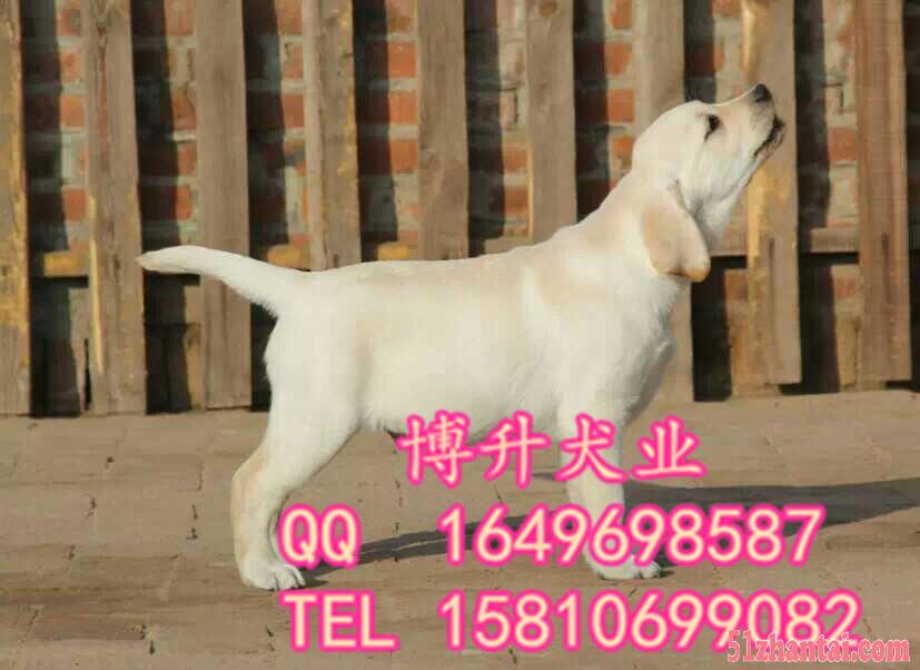 北京哪卖拉布拉多幼犬 纯种拉布拉多 精品拉布拉多犬 签署协议-图1