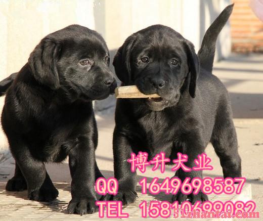 北京哪卖拉布拉多幼犬 纯种拉布拉多 精品拉布拉多犬 签署协议-图2