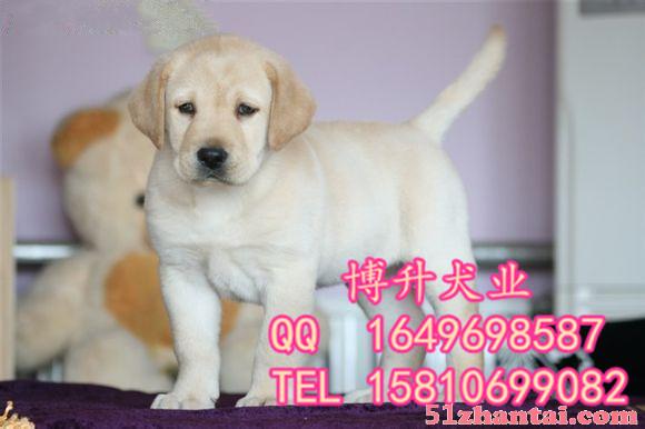 北京哪卖拉布拉多幼犬 纯种拉布拉多 精品拉布拉多犬 签署协议-图3