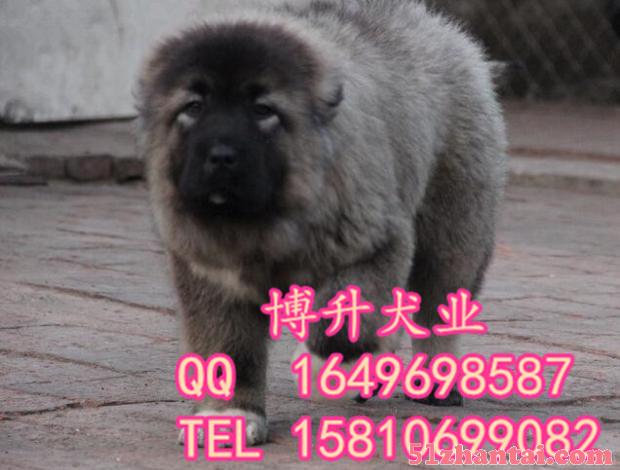 北京哪卖纯种高加索犬 巨型高加索 高加索犬怎么训练 博升犬业-图1