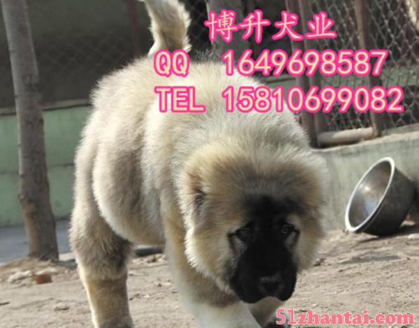 北京哪卖纯种高加索犬 巨型高加索 高加索犬怎么训练 博升犬业-图2