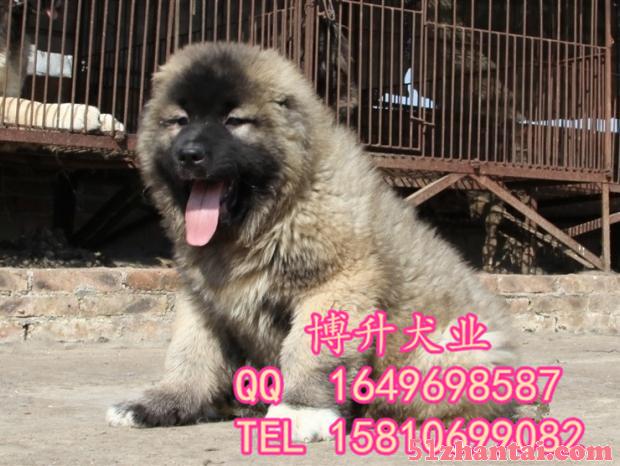 北京哪卖纯种高加索犬 巨型高加索 高加索犬怎么训练 博升犬业-图3