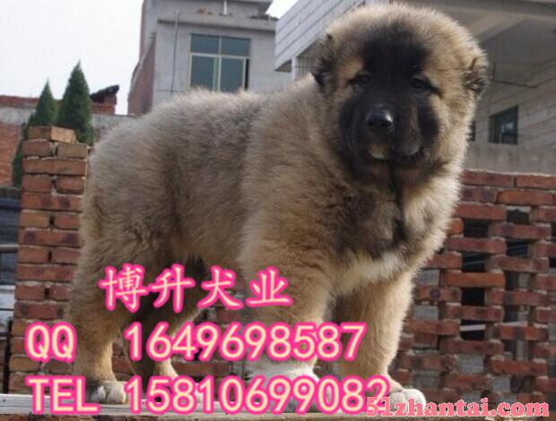 北京哪卖纯种高加索犬 巨型高加索 高加索犬怎么训练 博升犬业-图4