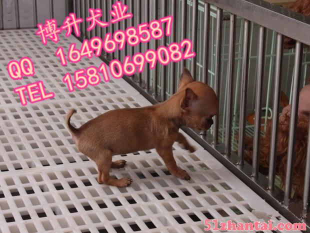 北京哪卖吉娃娃幼犬 墨西哥吉娃娃 保健康 签署协议 正规狗场-图1