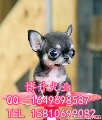 北京哪卖吉娃娃幼犬 墨西哥吉娃娃 保健康 签署协议 正规狗场-图2