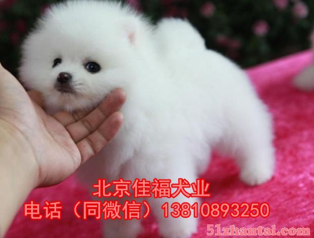 北京哪有卖博美犬的 哈多利系博美犬 多窝挑选 签协议 保健康-图1