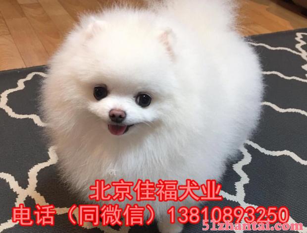 北京哪有卖博美犬的 哈多利系博美犬 多窝挑选 签协议 保健康-图2