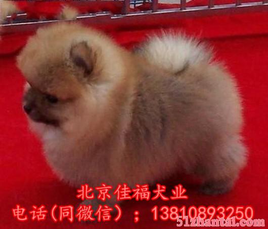 北京哪有卖博美犬的 哈多利系博美犬 多窝挑选 签协议 保健康-图3