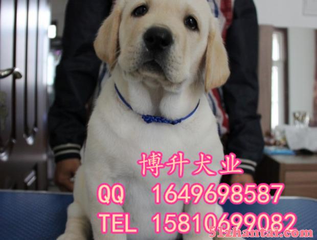 北京哪卖拉布拉多犬 纯种拉布拉多犬 精品拉布拉多犬 多窝挑选-图2