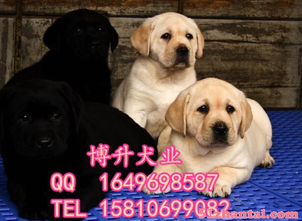 北京哪卖拉布拉多犬 纯种拉布拉多犬 精品拉布拉多犬 多窝挑选-图3