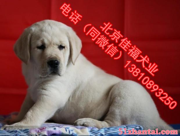 北京哪卖拉布拉多幼犬 纯种拉布拉多 多窝挑选 签协议 可送货-图1