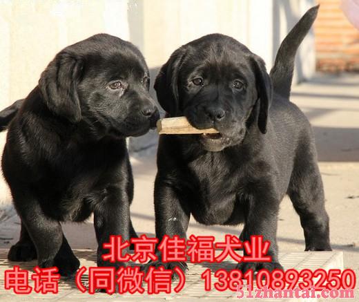 北京哪卖拉布拉多幼犬 纯种拉布拉多 多窝挑选 签协议 可送货-图2