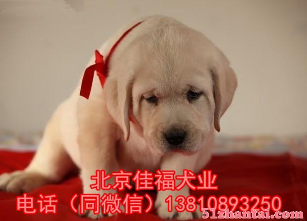 北京哪卖拉布拉多幼犬 纯种拉布拉多 多窝挑选 签协议 可送货-图3