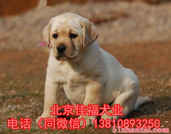 北京哪卖拉布拉多幼犬 纯种拉布拉多 多窝挑选 签协议 可送货-图4