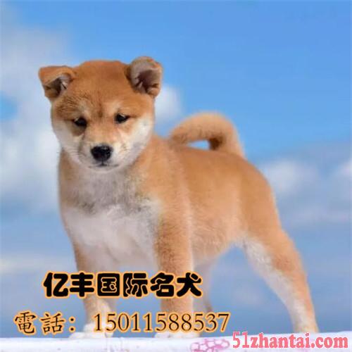 赛级柴犬幼犬多少钱 纯种柴犬价格 亿丰犬舍-图2