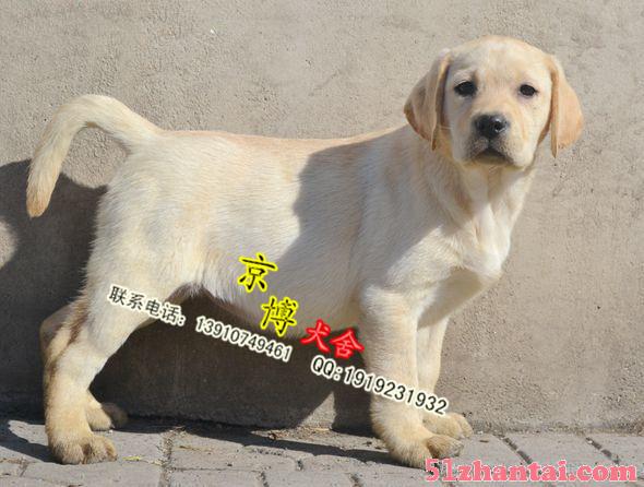 纯种拉布拉多 北京拉布拉多幼犬价格是多少 拉布拉多好养吗-图1