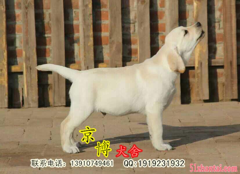 纯种拉布拉多 北京拉布拉多幼犬价格是多少 拉布拉多好养吗-图2